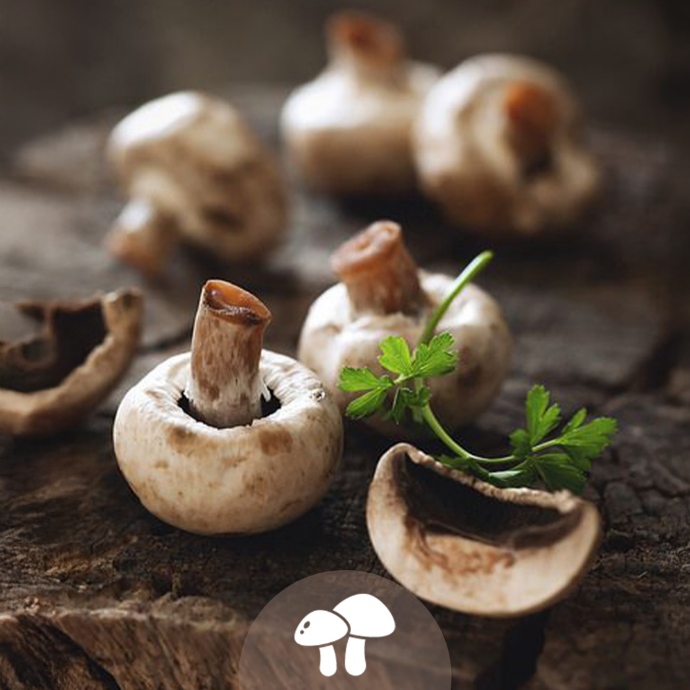 Catégorie champignons