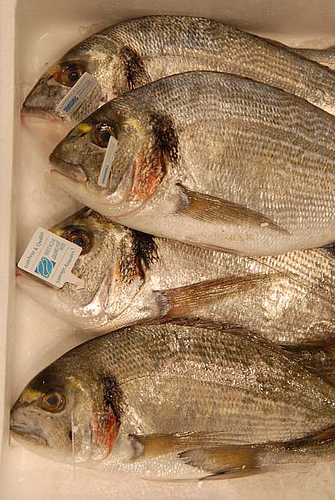 Dorade Royale 600/800 Kg