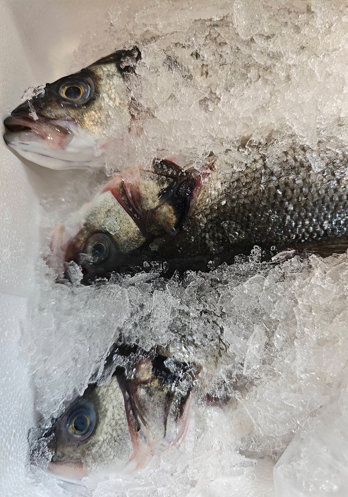 Bar 600/800g Entier Kg