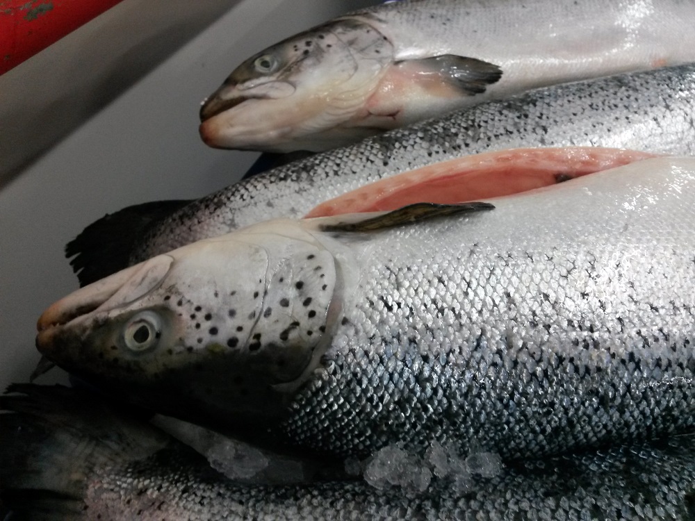 Saumon Norvège entier 3/4Kg Kg